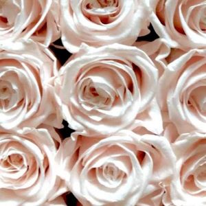 Meet your Posher, Maggie